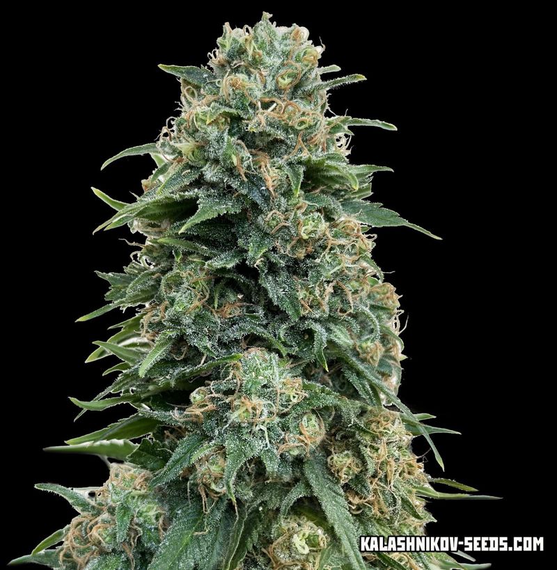 Партизан, Фасовка: 3